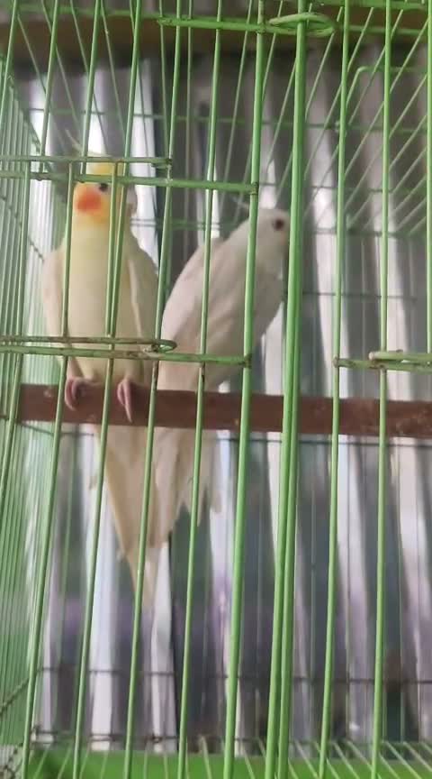Cockatiel, farm video