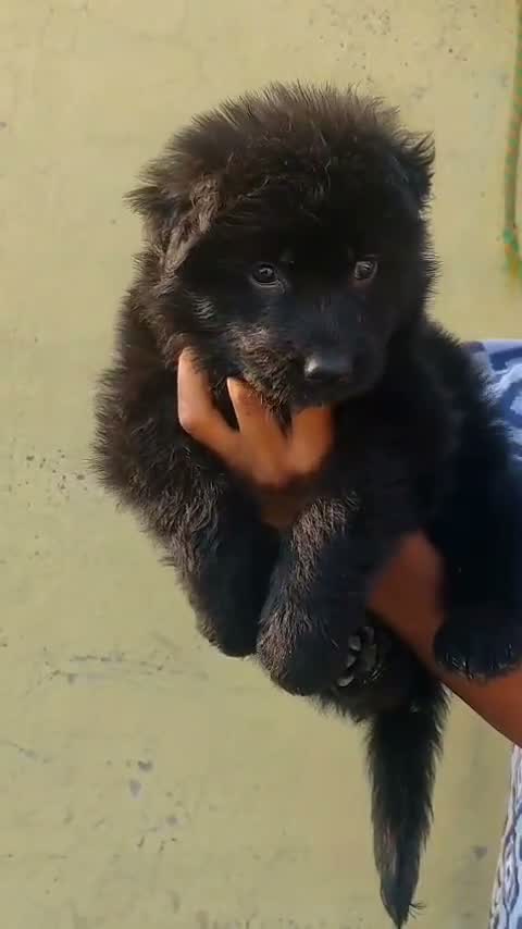 German Shepherd Puppy, farm video
