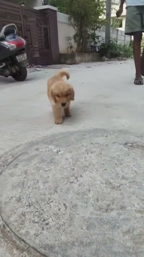 Golden Retriever, farm video