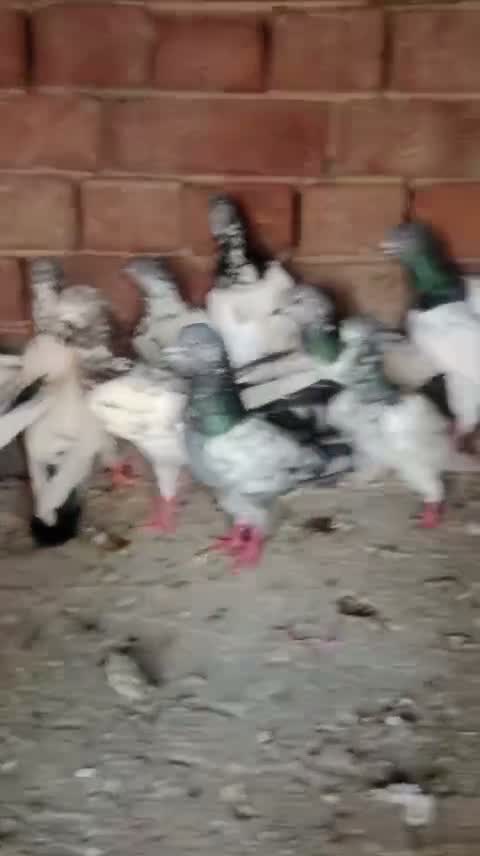 Highflyer Pigeon, farm video