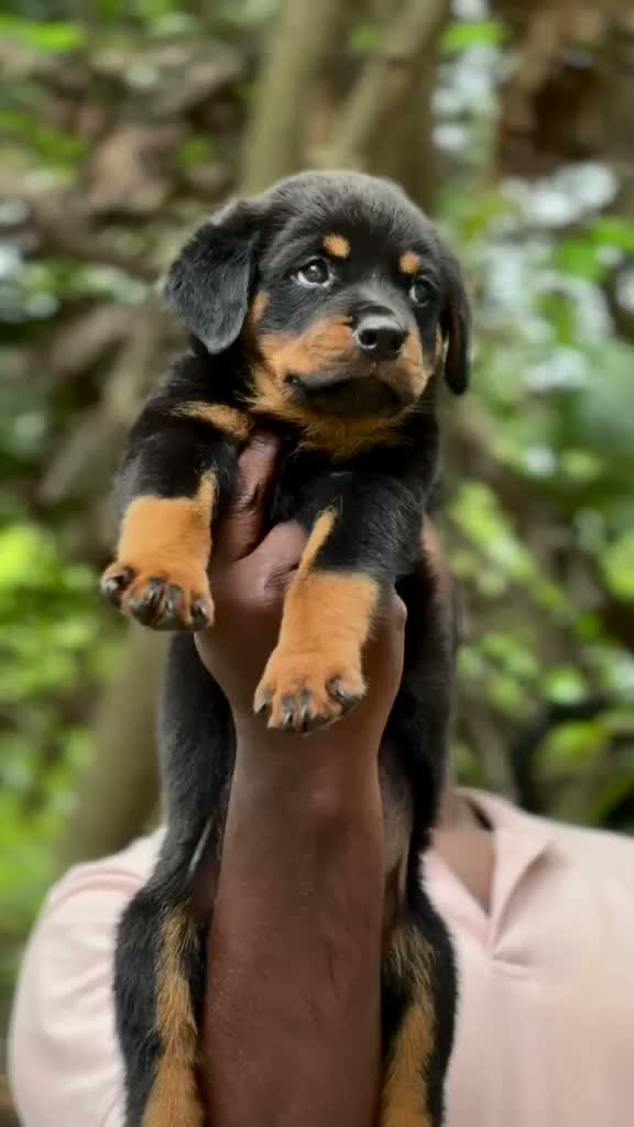 Rottweiler Puppy, farm video