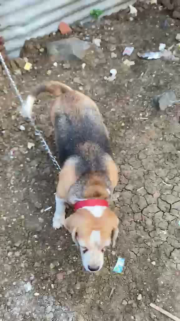 Dachshund Puppy | Brown & Tan, farm video