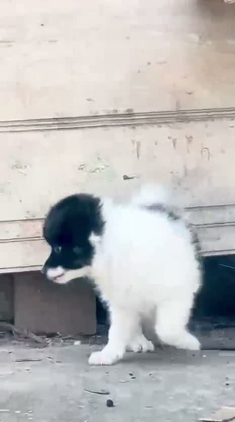 Culture Pom Puppy, farm video