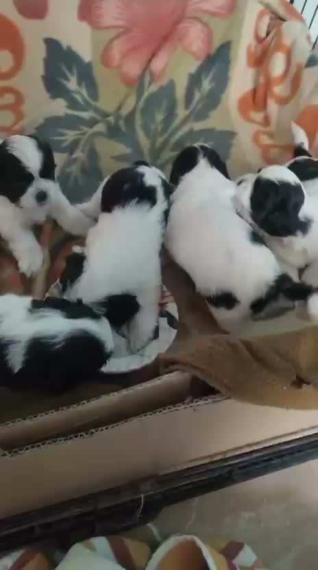 Dachshund Puppy | Brown, farm video