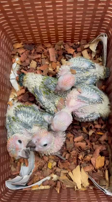 Small Cheek Conure, farm video