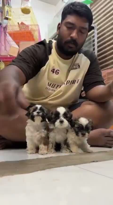 Shih Tzu | Black Color, farm video