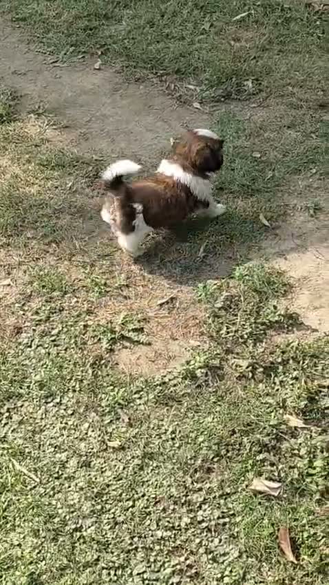 Shih Tzu | Black Color, farm video