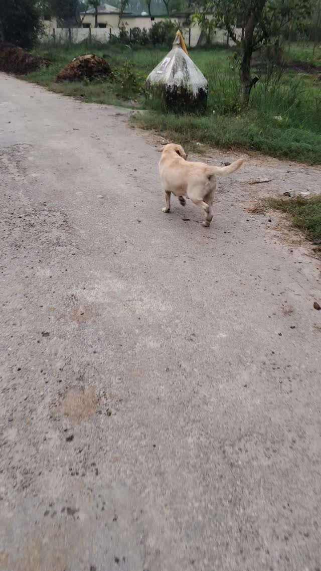 Dachshund Puppy | Brown & Tan, farm video