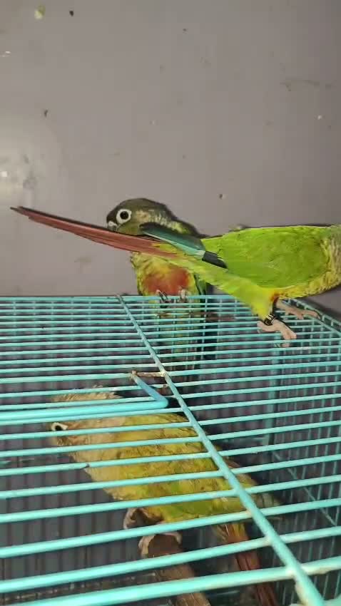 Small Cheek Conure, farm video