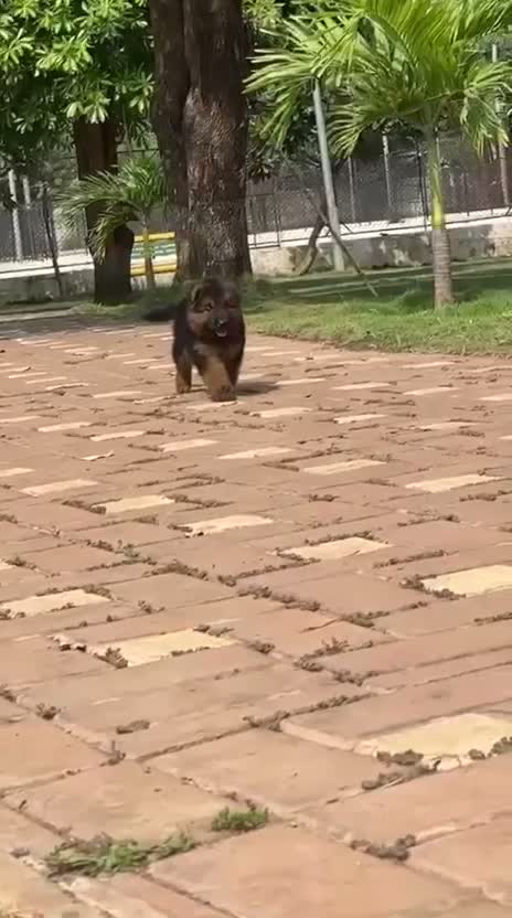 German Shepherd Puppy, farm video