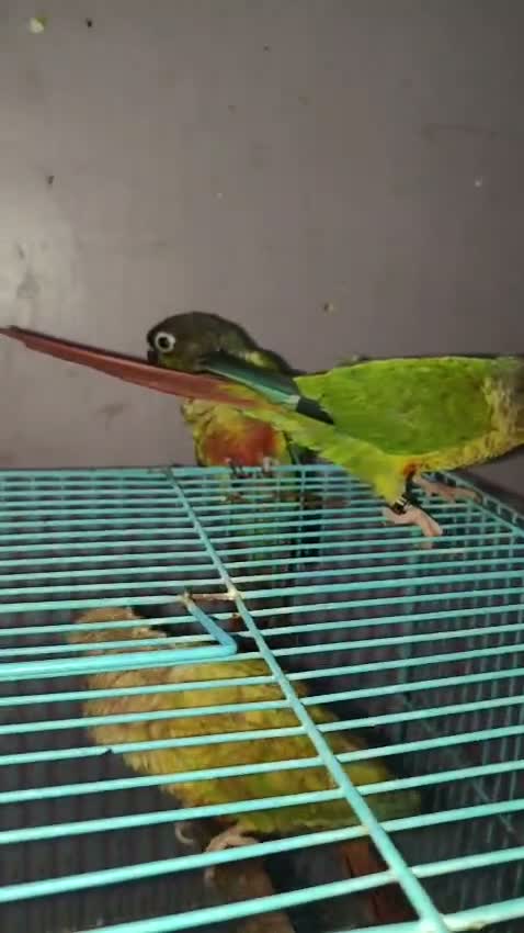 Small Cheek Conure, farm video