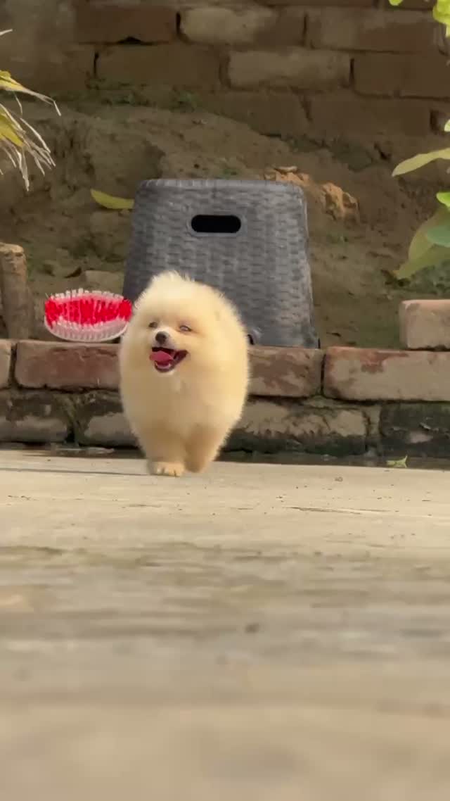 Toy Poodle Puppy, farm video