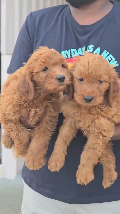 Standard Poodle Puppy, farm video