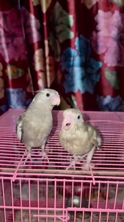 Cockatiel, farm video