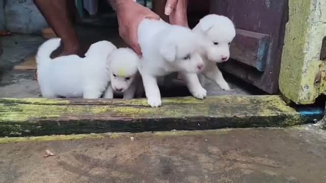 Culture Pom Puppy, farm video