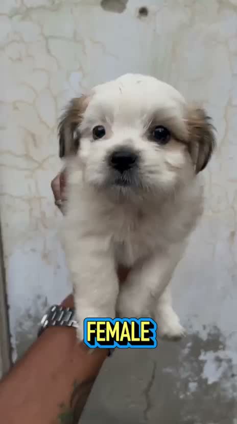 Shih Tzu | Black Color, farm video
