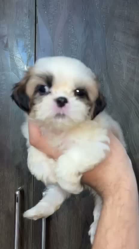 Shih Tzu | Black Color, farm video