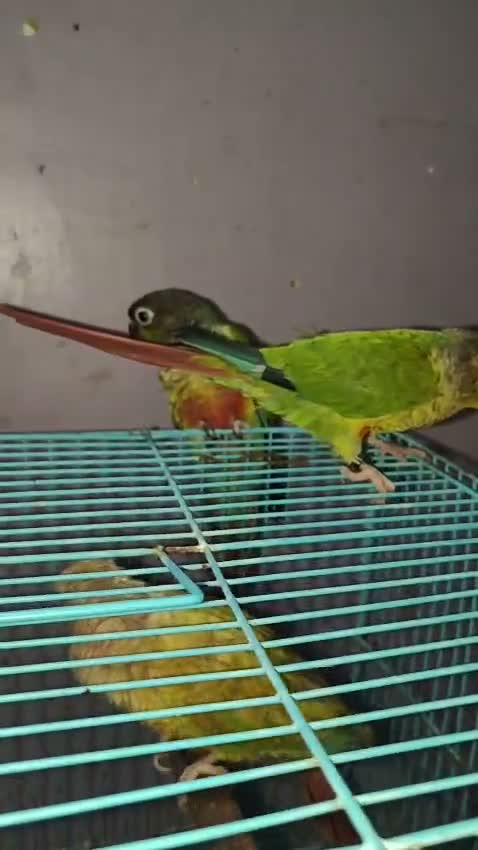 Green Cheek Conure, farm video