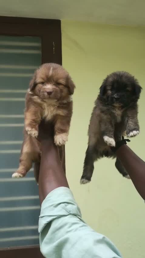 Dachshund Puppy | Brown, farm video