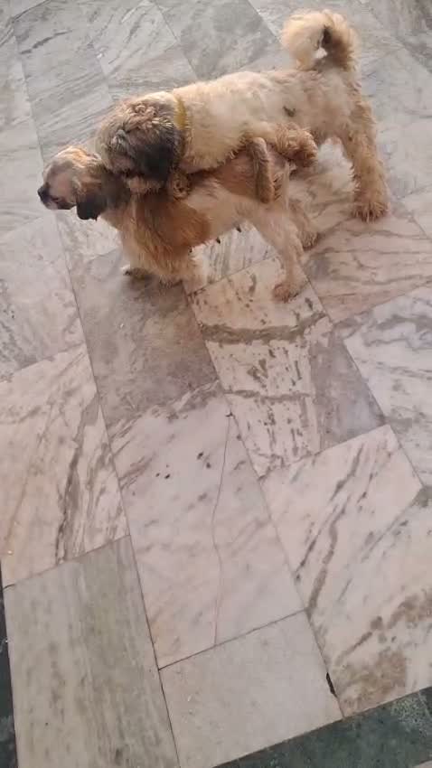 Shih Tzu | Black Color, farm video