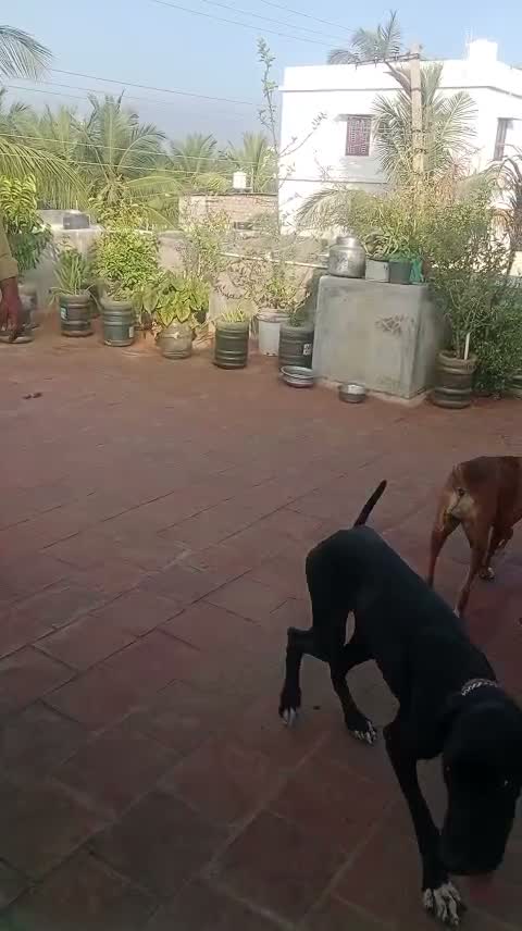Great Dane Puppy, farm video