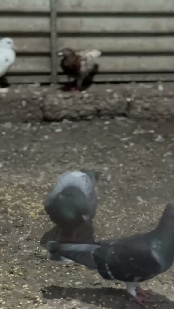 Highflyer Pigeon, farm video