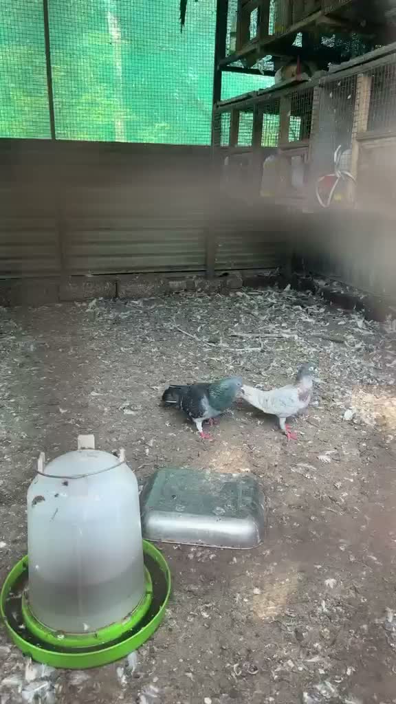 Highflyer Pigeon, farm video