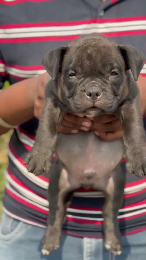 American Bully XXL Size Puppy, farm video