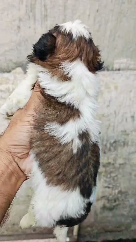 Shih Tzu | Black Color, farm video