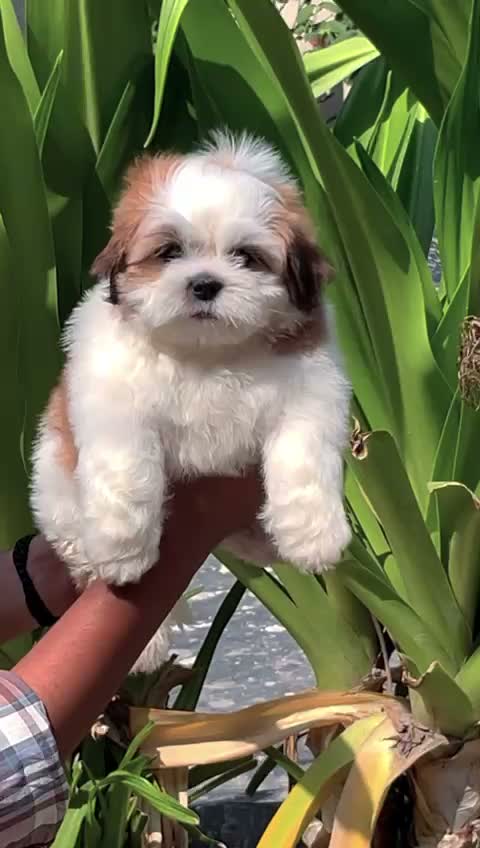 Shih Tzu | Black Color, farm video