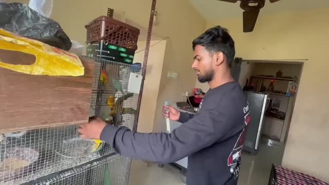 Sun Conure, farm video
