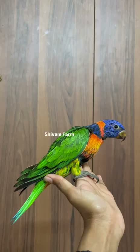 Chattering Lorikeet, farm video