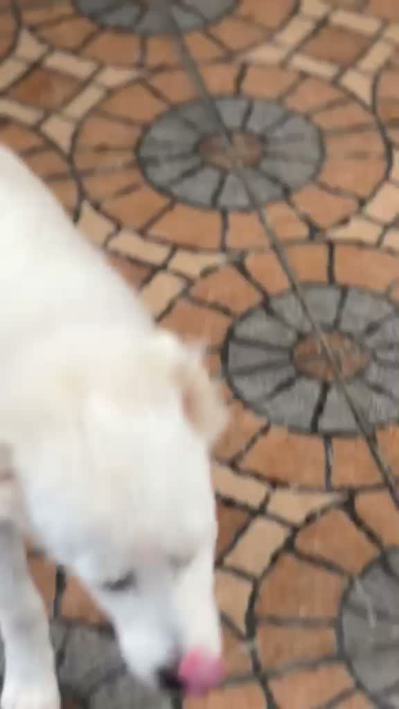 Dachshund Puppy | Brown & Tan, farm video