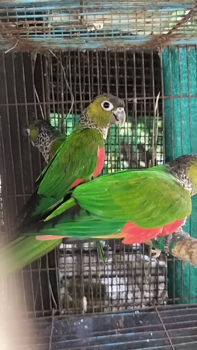 Black Capped Conure, farm video