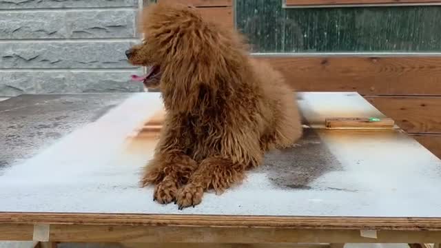 Standard Poodle Puppy | White, farm video