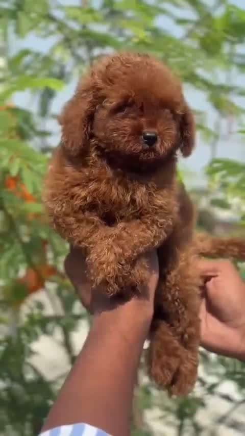 Standard Poodle Puppy | White, farm video