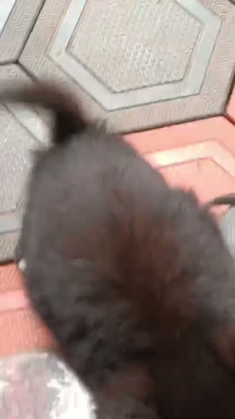 Culture Pom Puppy, farm video