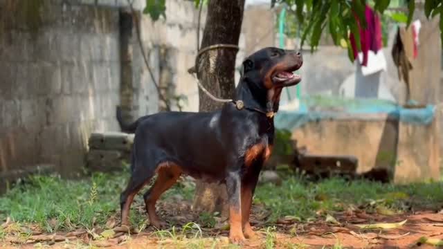 Rottweiler Puppy, farm video