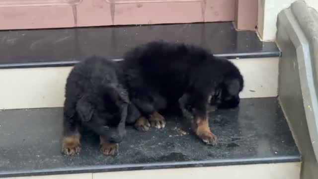 German Shepherd Puppy, farm video