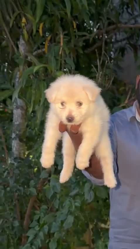 Bull Terrier Puppy, farm video