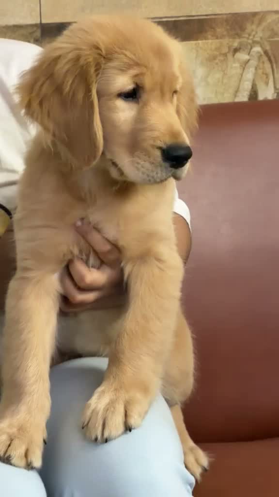Golden Retriever, farm video
