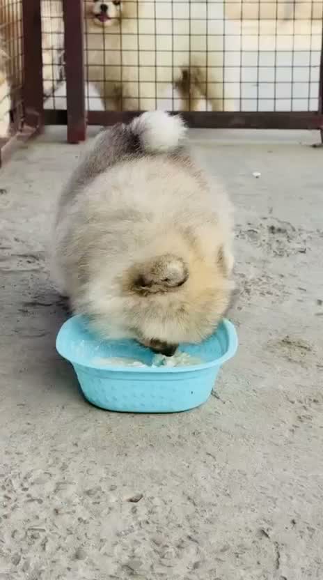 Pomeranian Puppy, farm video