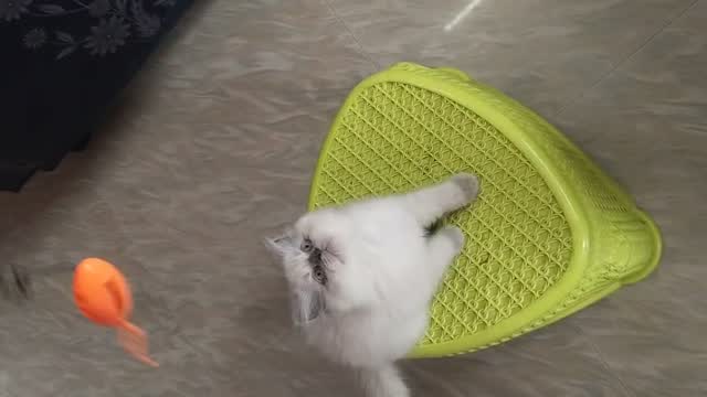 Himalayan Kittens, farm video