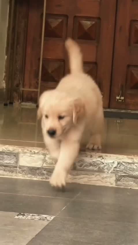 Golden Retriever, farm video