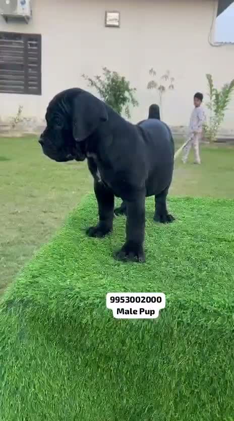 Cane Corso Puppy | Blue, farm video