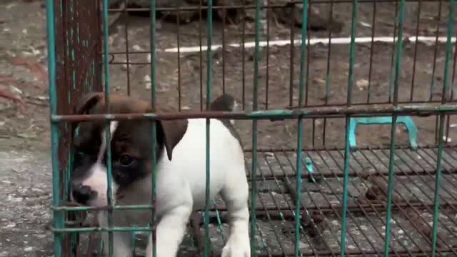 Bull Terrier Puppy, farm video