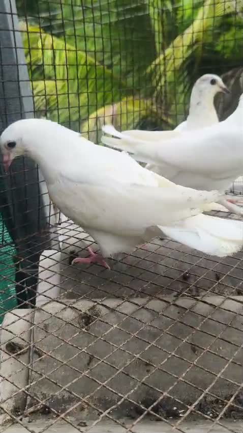 Highflyer Pigeon, farm video