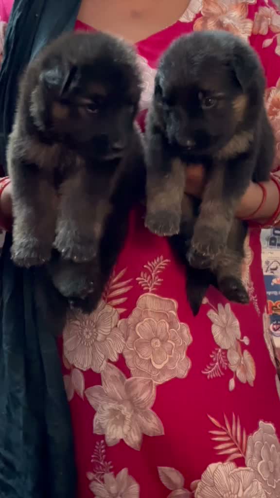 Dachshund Puppy | Brown, farm video