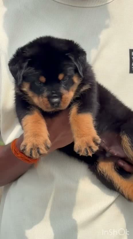 Rottweiler Puppy, farm video