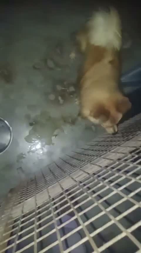 Pomeranian Puppy, farm video